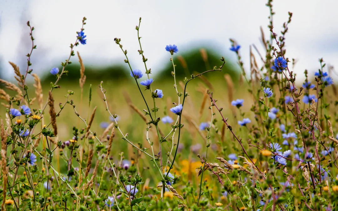 The Chicory Root: From Coffee Filler to Companion