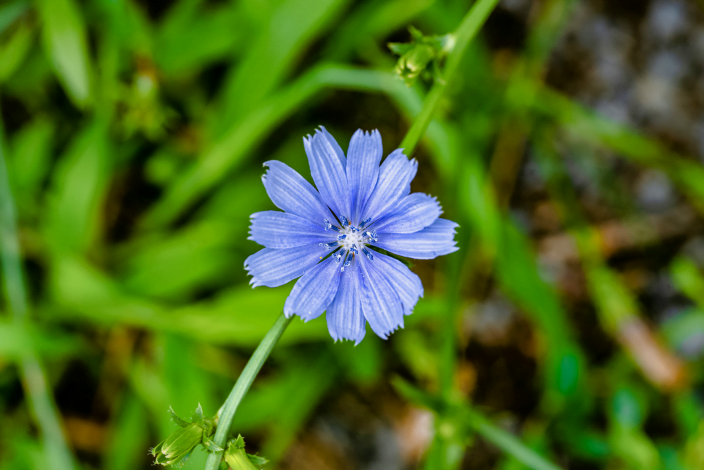 A chicory flower